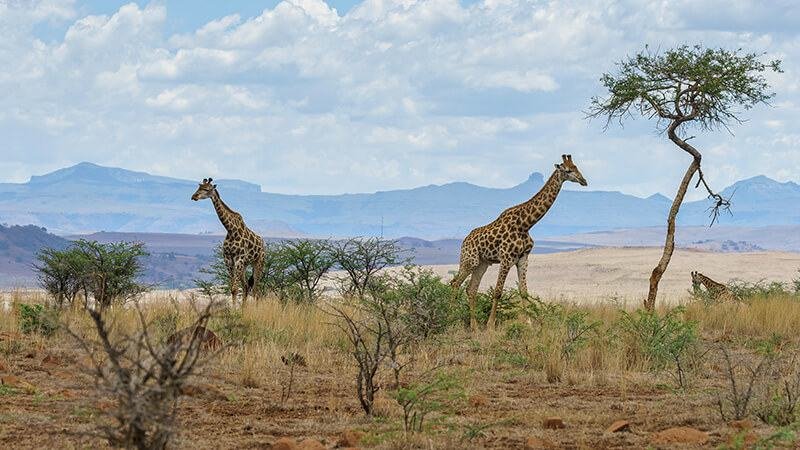 South Africa 10 Nights 11 Days Package Details
